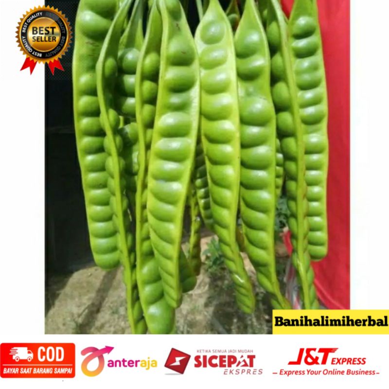 

Buah pete panjang dan berkualitas