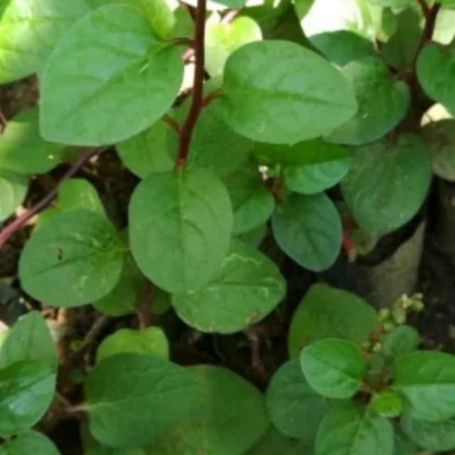 Tanaman herbal pohon binahong bibit tanaman pohon binahong