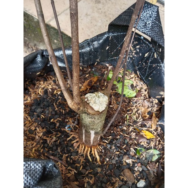 ANTING PUTRI BAHAN BONSAI PROGRAM AKAR