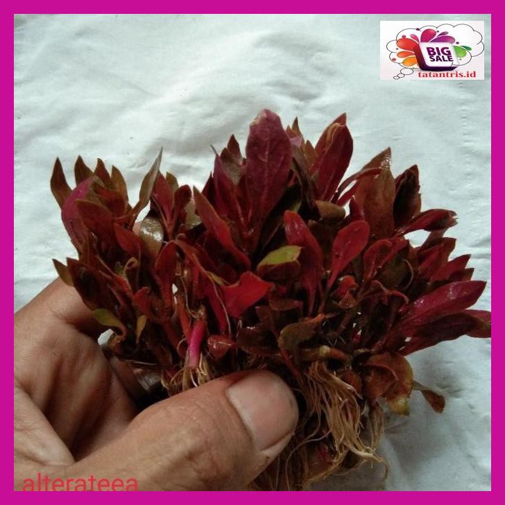 

G7Rtr67- Altenatera Rosavolia/Hiasan T7Tiu866-