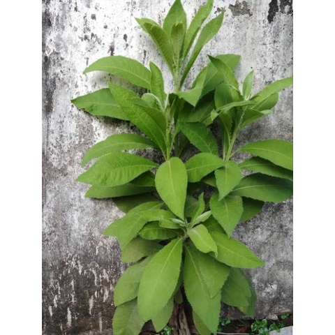 

Daun sembung segar 500gr obat herbal alami murah teh daun sembung kering