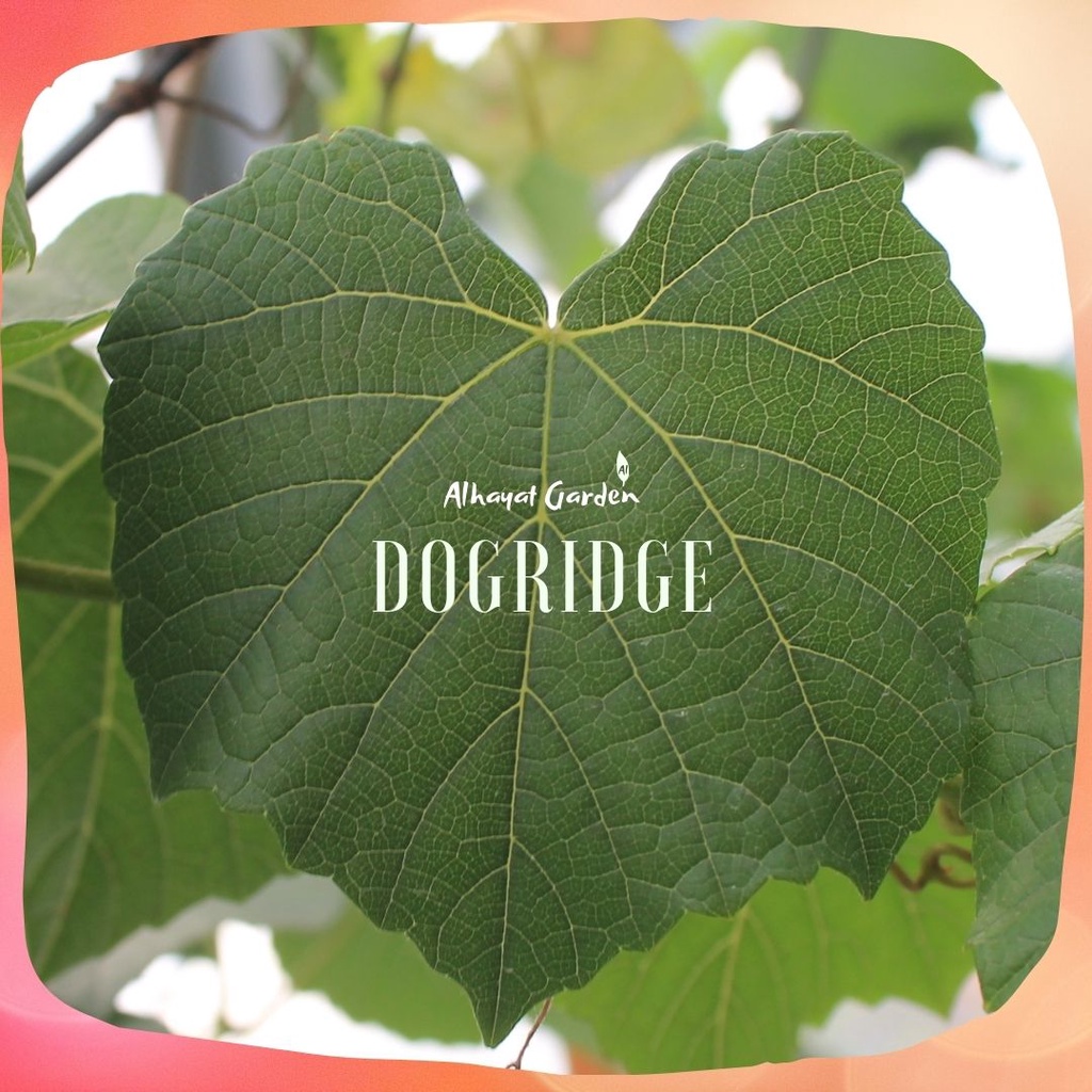 Bibit Anggur Dogridge (rootstock)