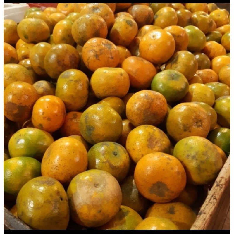 

Jeruk medan manis segar per 1 kilo