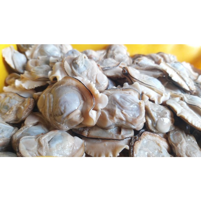 

DAGING KERANG SUNGAI AIR TAWAR/TOE, BUMBU KUNING SIAP GORENG