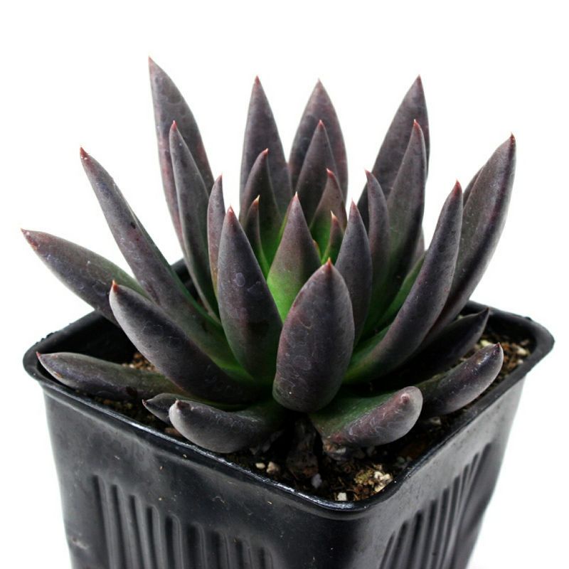 Sukulen Echeveria Black Knight