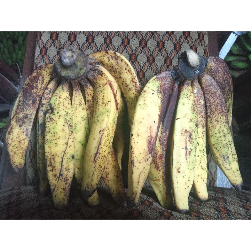 

Pisang Candi
