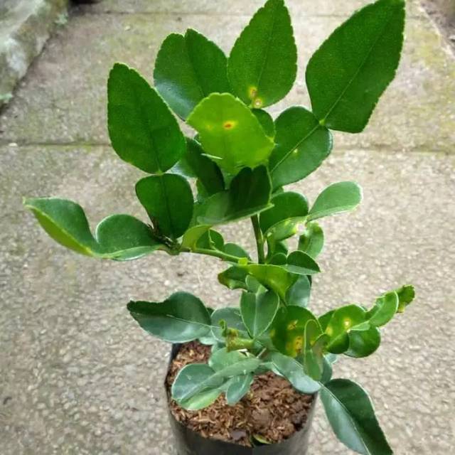 Bibit jeruk PURUT ASLI