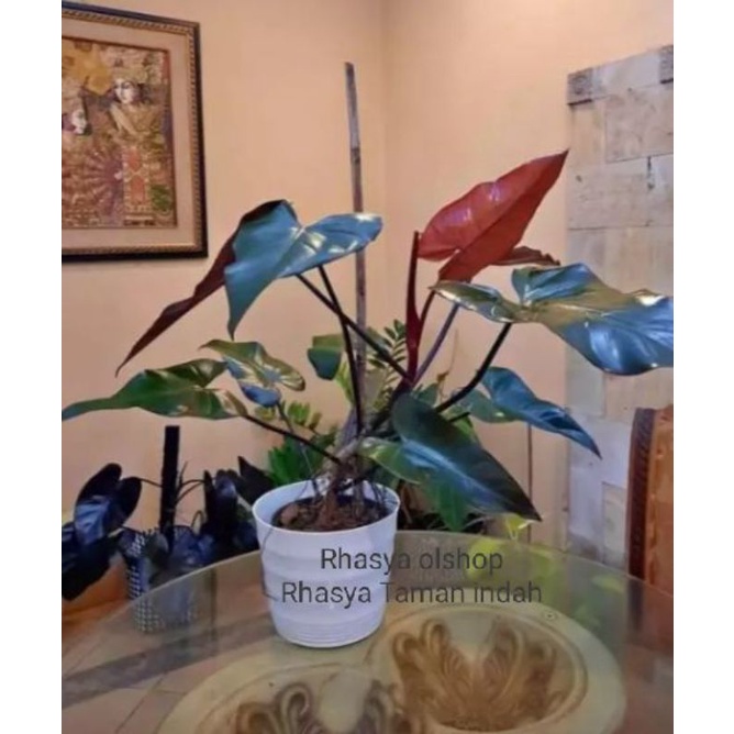pohon Philo black cardinal