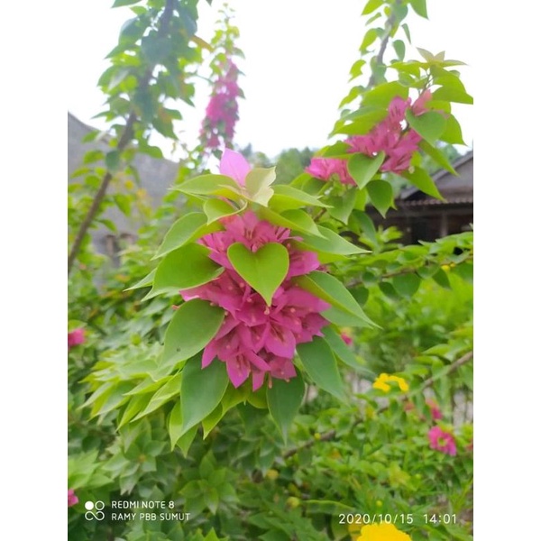 BAHAN BONSAI BOUGENVILLE SINGAPORE BESAR/ BIBIT BOUGENVILLE SINGAPORE