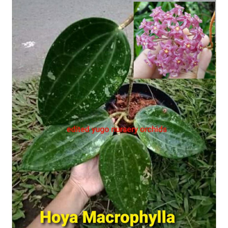hoya raksasa / hoya macrophylla / hoya daun besar / hoya ungu
