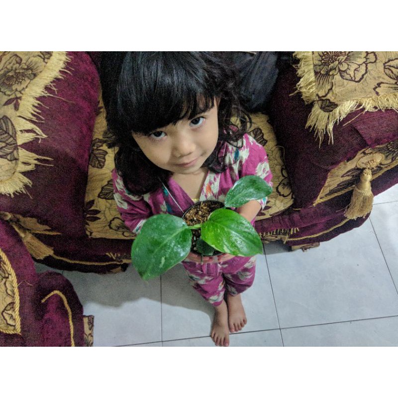 philodendron white wizard