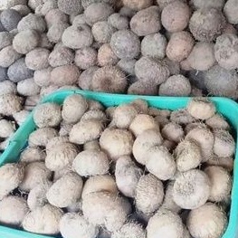 Umbi Porang murah 1kg