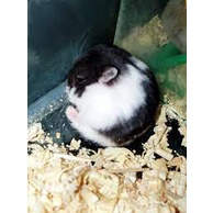 HAMSTER PANDA
