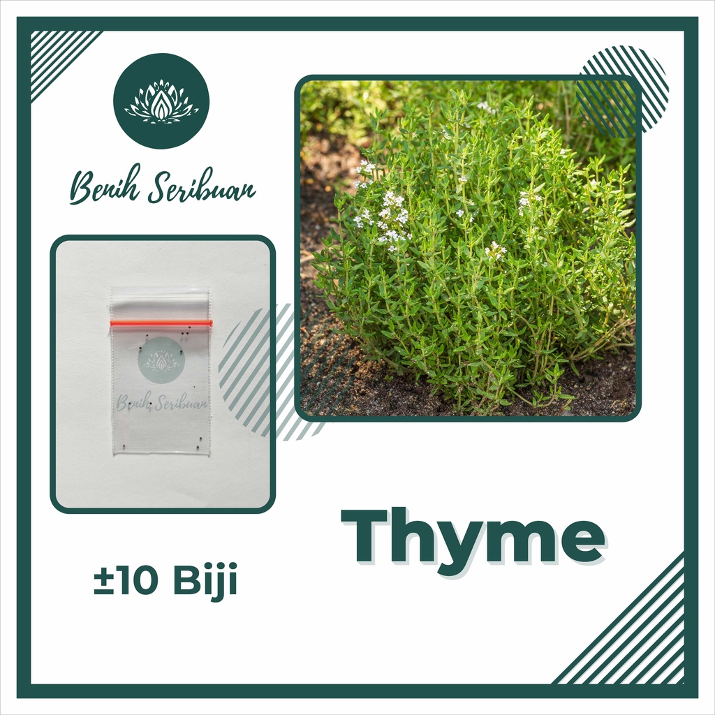 BS-BYL Benih Herbal Bibit Herb Herba Daun Mint Peppermint Lavender Basil Kale Kucai Coriander Parsley Alfalfa Grass-THYME