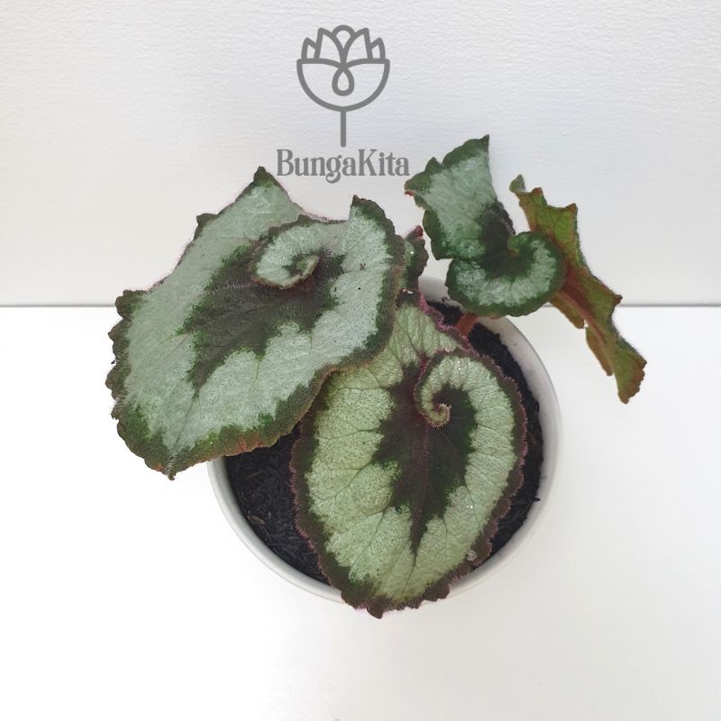 Tanaman Hias BEGONIA REX ESCARGOT (BEGONIA KEONG)