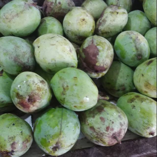 

Mangga Mengkal Indramayu Ganda Segar dan Sehat per 1 kg Rp. 25.000