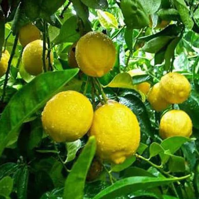 BIBIT TANAMAN JERUK LEMON JUMBO TINGGI 70 CM UP VC3R