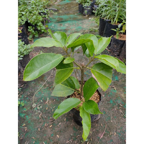 bibit Tanaman cincau hijau perdu Pohon Cincau hijau perdu Pohon Cincau perdu Pohon daun cincau hijau