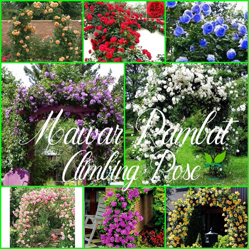 Benih Bibit Biji Bunga  Mawar  Rambat  Climbing Rose 8 Warna 