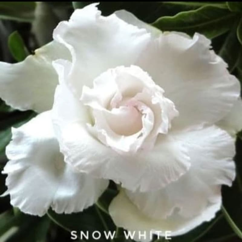 Bibit Bunga Kamboja Adenium Snow White - Tanaman Hias