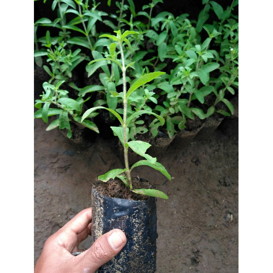 Tanaman Stevia