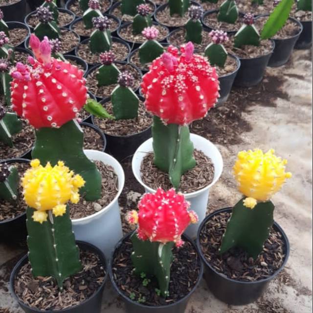 Kaktus gymno import