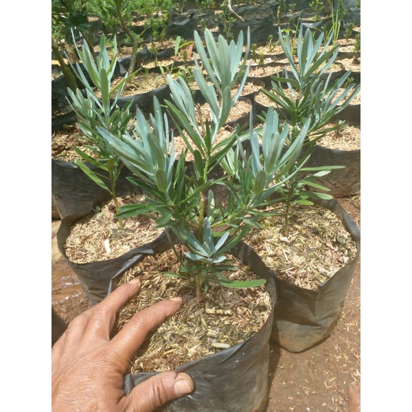 Lohansung Blue Ice Ori