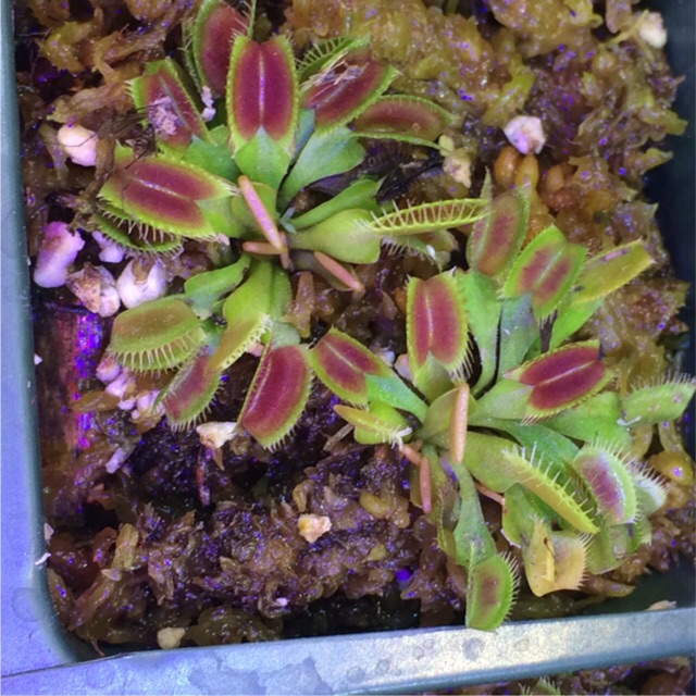 Venus Flytrap Tanaman Karnivora 3cm Shopee Indonesia