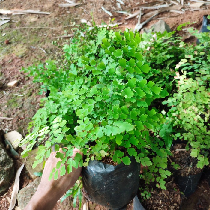Tanaman gantung suplir daun kecil - suplir gantung daun kecil
