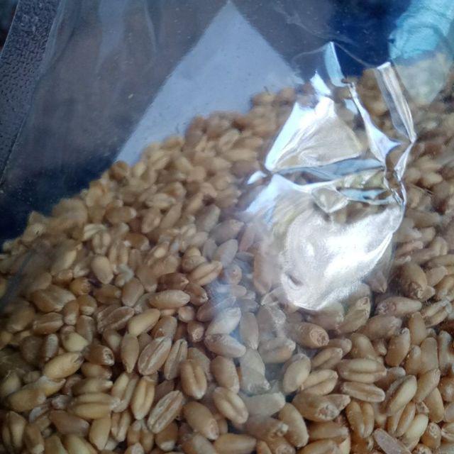 Biji Gandum Berat 1 Kg Import Dari Maroko