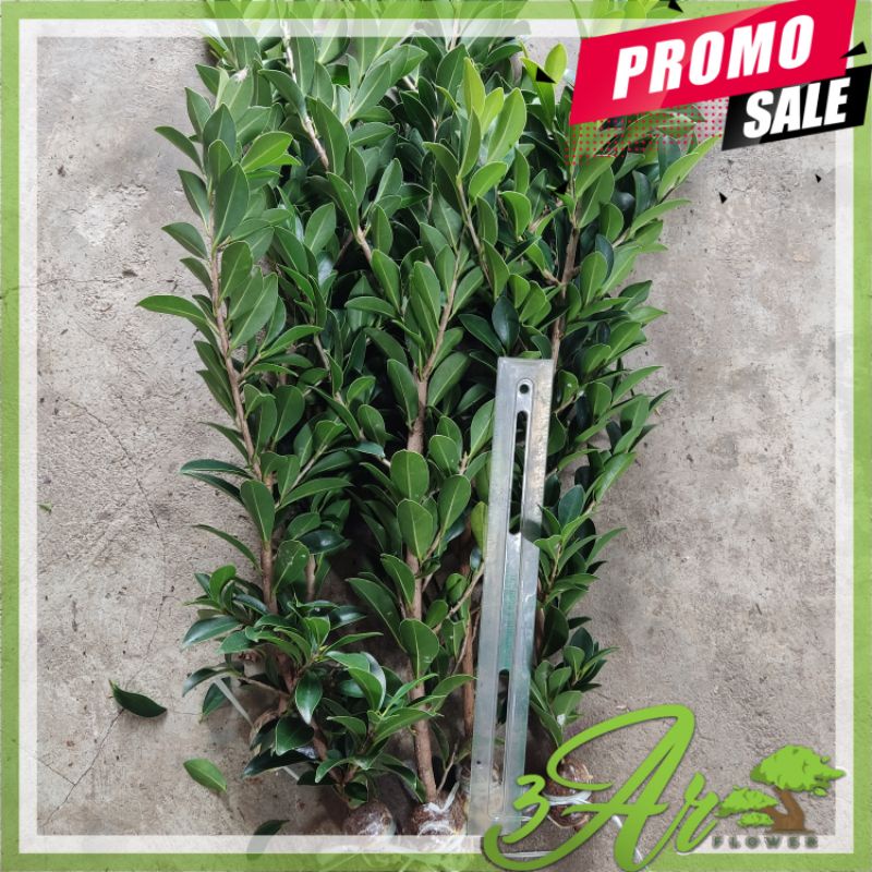 (FICUS ELEGAN) BIBIT BONSAI BERINGIN ELEGAN TURUN CANGKOK