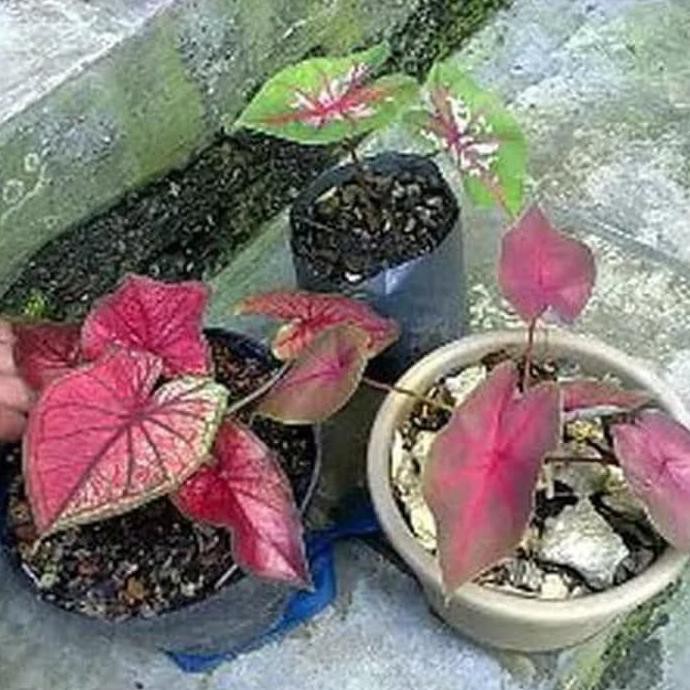 Kw Asli Bibit Tanaman Daun Keladi Merah Red Star Shopee Indonesia