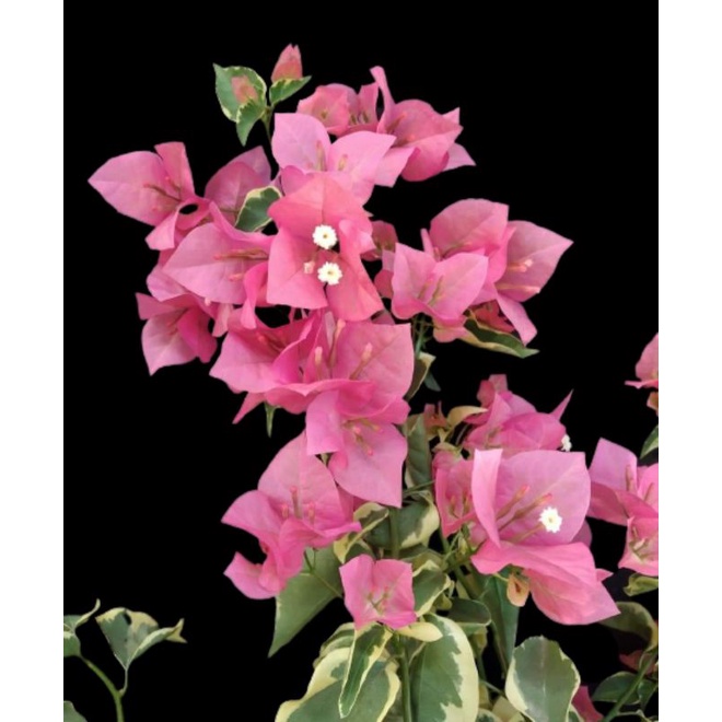 Bunga Bougenville varigata pink stek batang ori