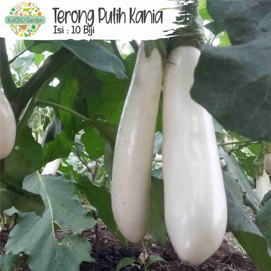 Benih Biji Sayuran Terong Putih Kania - 15 benih /pack