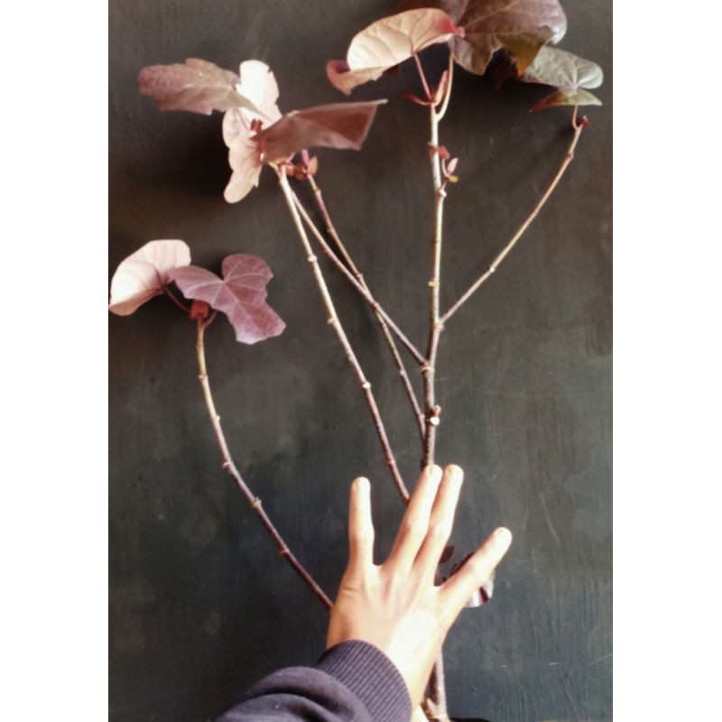 WARU MERAH SUPER RED 50CM BAHAN BONSAI