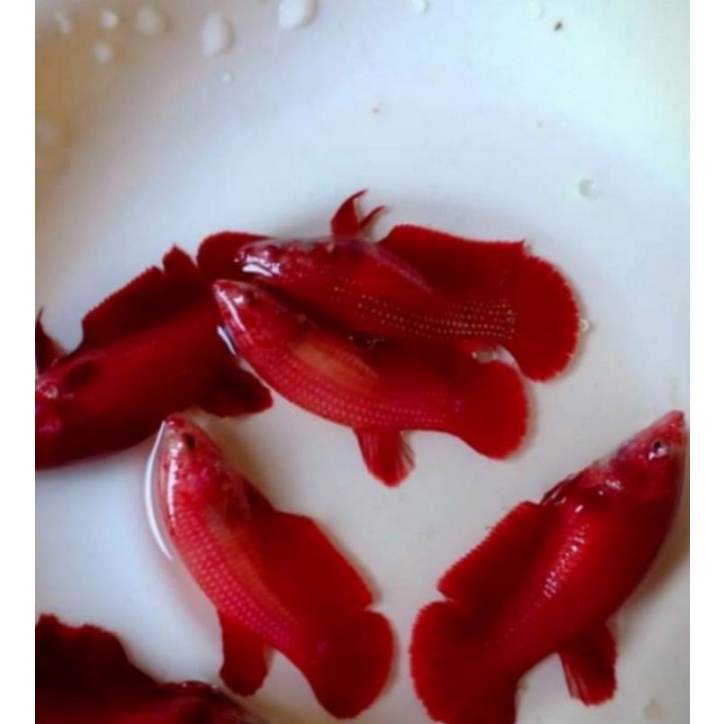 Ikan cupang bagan super red betina