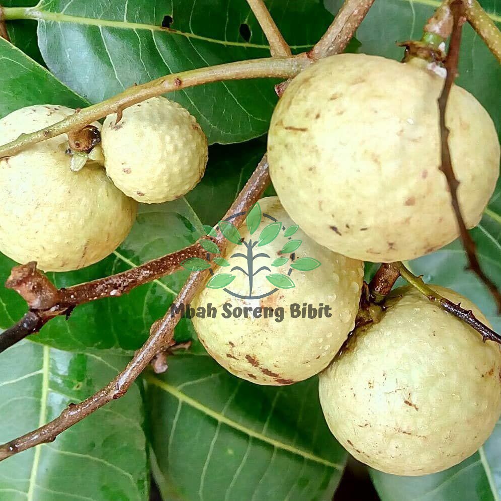 Bibit Kelengkeng MATALADA Indukan Batang Besar 1mtr