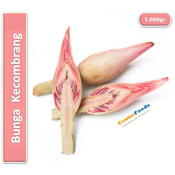 

Kecombrang | Bunga Honje [ Harga Per KG ]