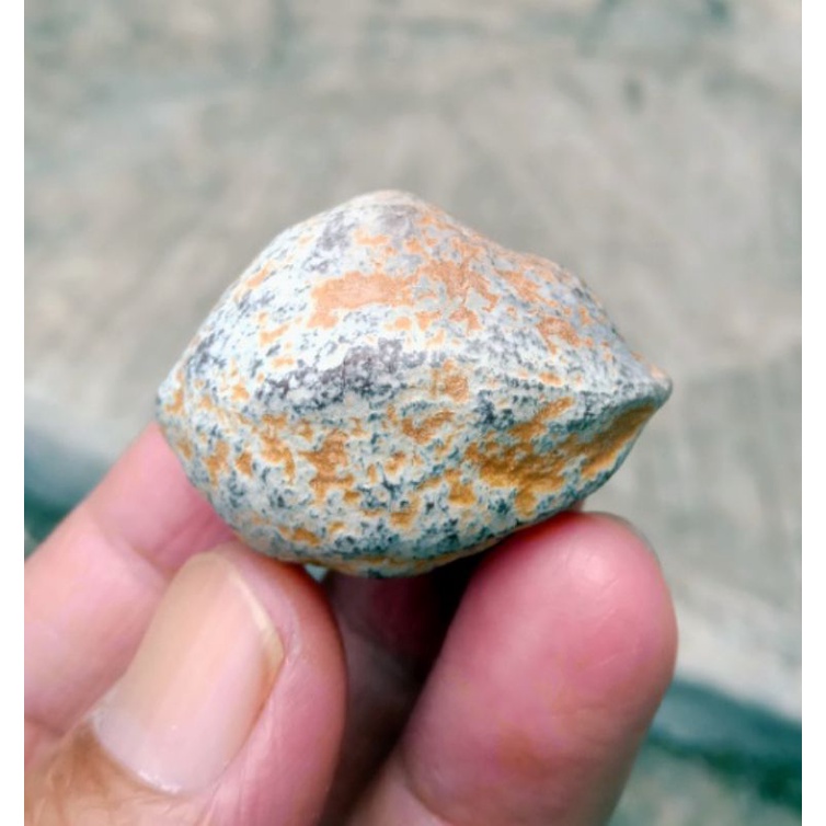 Kemiri Adu Muncang Adu Marinir Ori Kaliwiro Urgen