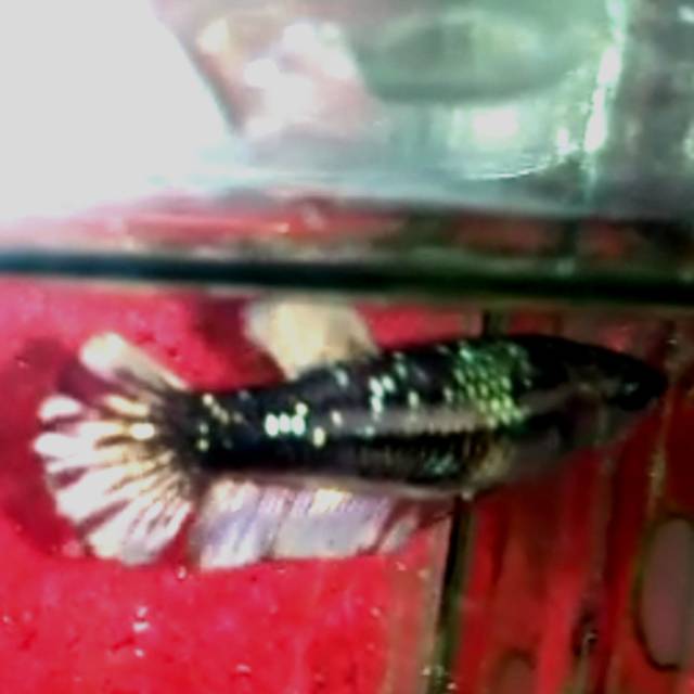 Ikan Cupang Avatar Gold Cooper Female