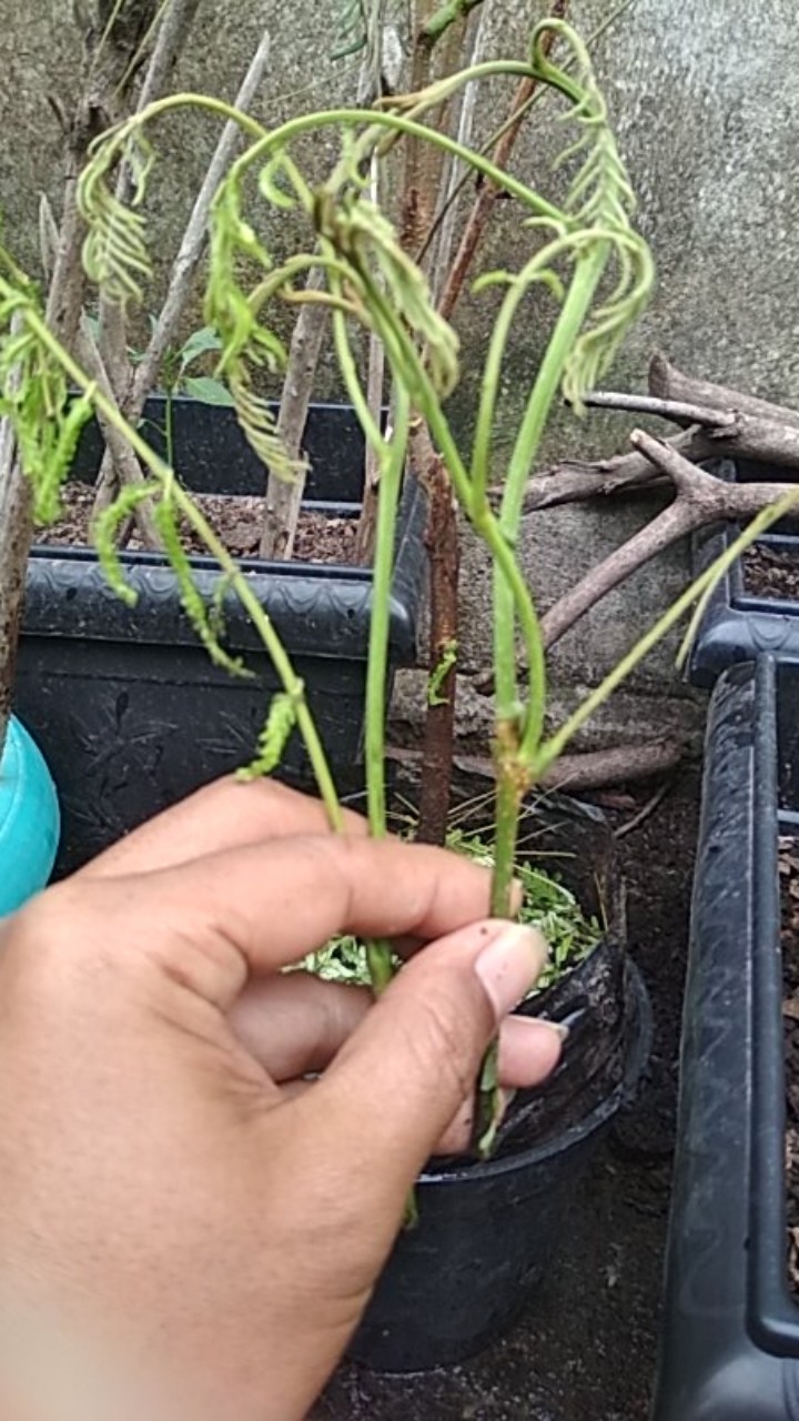 Bibit Tanaman Pete/petai