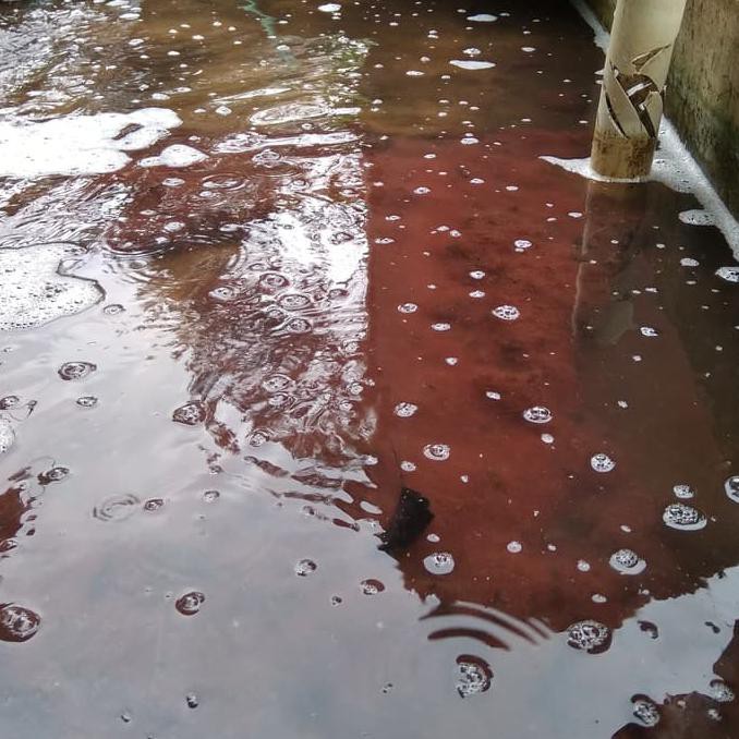 Dijual Pakan Ikan Cacing Sutra, Cacing Beku Terjarmin