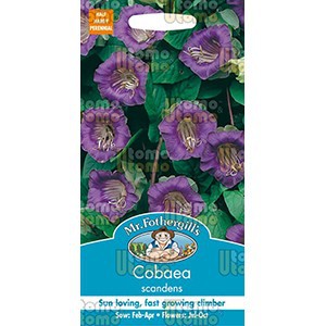 Benih Mr.Fothergills Cobaea Scandens