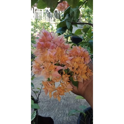 Bougenville Hawai peach batang ORI dan sambung