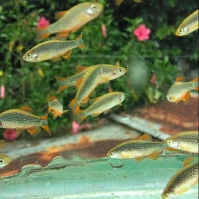 ikan hias rasbora galaxy