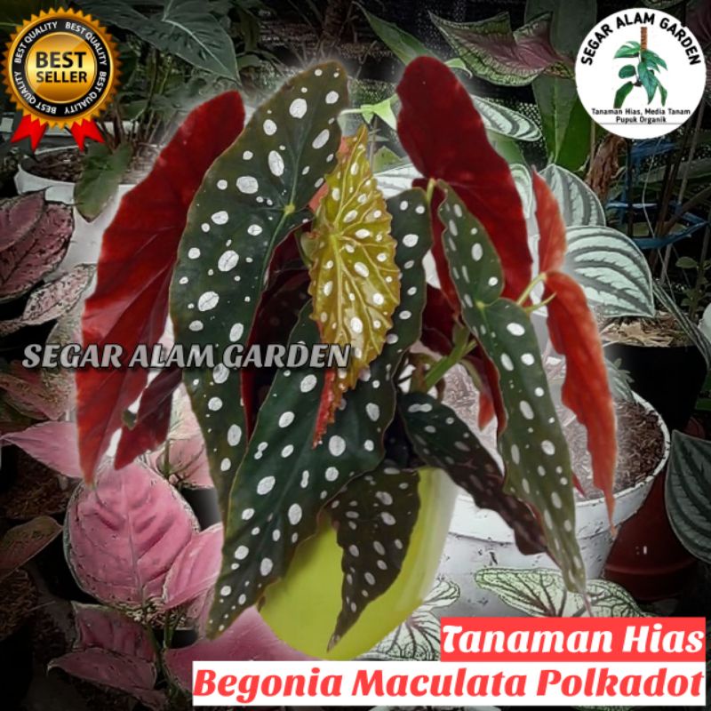 Begonia Maculata Polkadot - Begonia  Polkadot