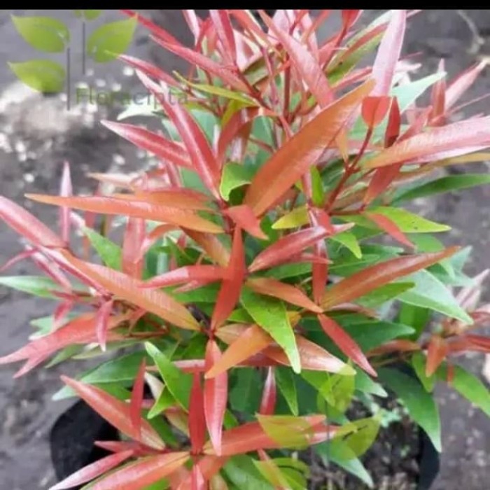 Tanaman hias pucuk merah biji - pucuk merah