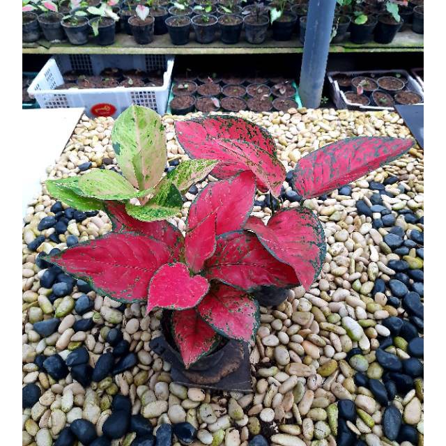 [✅COD] PAKET 3 POHON - (AGLONEMA PAKET) / EMERALD RED ANJAMANI BIG APPLE / PAKET MURAH AGLONEMA