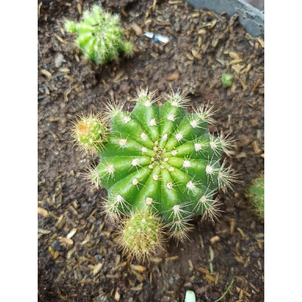 TANAMAN KAKTUS HIDUP BIJIAN