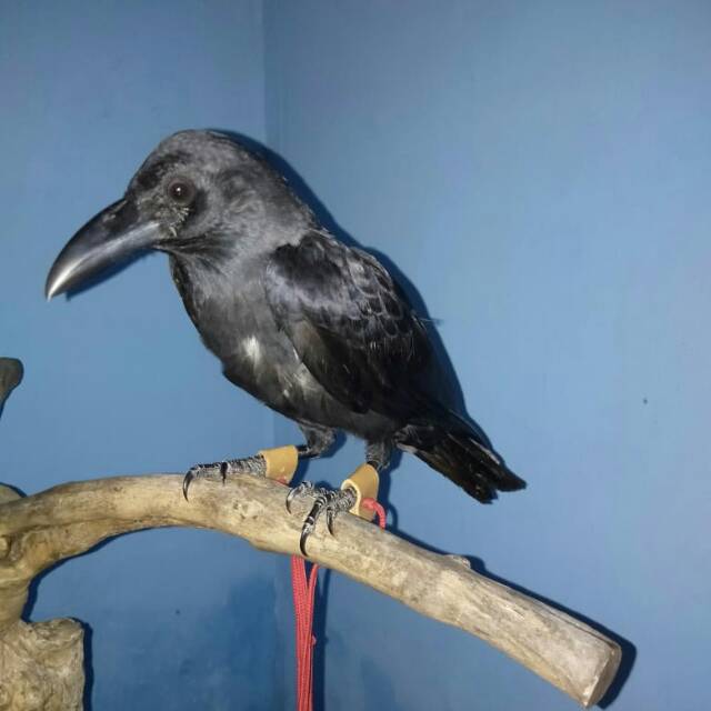 Burung Gagak Putih Terbang Chrisyel Burung Gagak Putih Terbang Chrisyel
